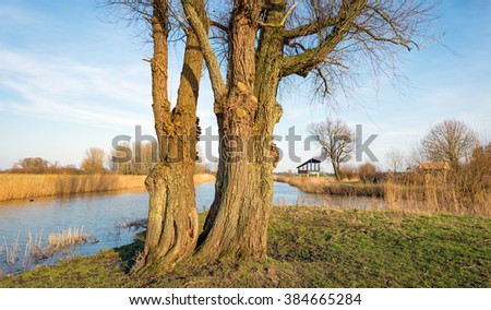 Dutch nature reserve with an old twin tree in the foreground and in the background a bird hide on the banks of the creek.