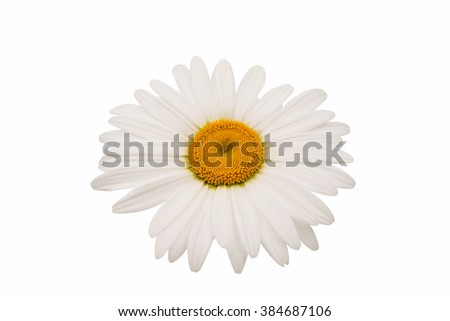 daisy on a white background