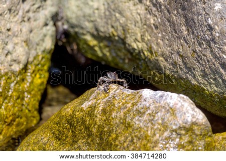 Small Black Sea crab hiding in the shadows of the cliffs from the bright hot sun. Selective soft focus. As a basis to illustrate holiday by the sea. Space for text