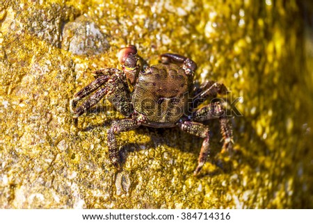 Small Black Sea crab hiding in the shadows of the cliffs from the bright hot sun. Selective soft focus. As a basis to illustrate holiday by the sea. Space for text