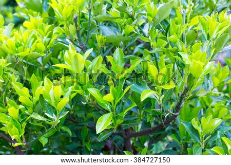 Vibrant color spring background with young green leaves 