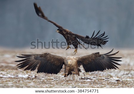 White tailed eagle in flight