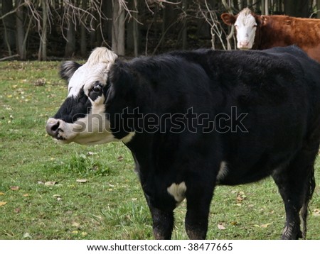 Black Baldy cow which is a cross between a Hereford and a Black Angus.