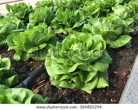 Growing vegetables Royalty-Free Stock Photo #384805294