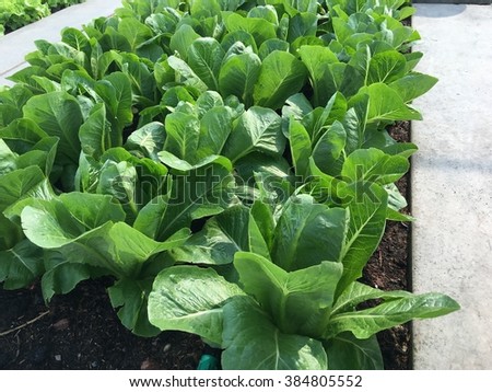 Growing vegetables Royalty-Free Stock Photo #384805552