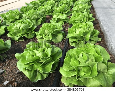 Growing vegetables Royalty-Free Stock Photo #384805708