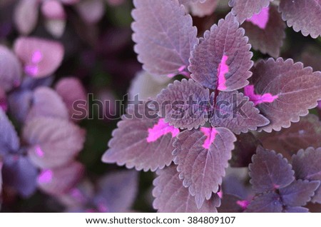 Purple foliage