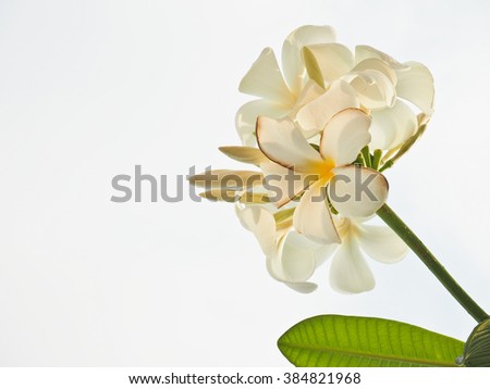 Branch of frangipani flower, Plumeria flower, with white background