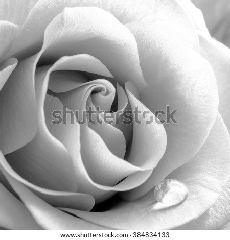 Black and White Close up Image of the Beautiful Rose. Macro Flower Background Photo