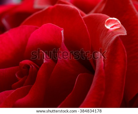 Single Water Drop on the Beautiful Red Rose. Macro Flower Background Photo