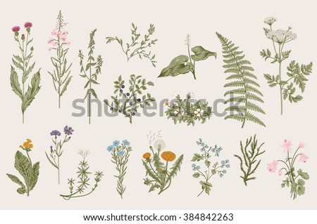 Herbs and Wild Flowers. Botany. Set. Vintage flowers. Colorful illustration in the style of engravings. Royalty-Free Stock Photo #384842263