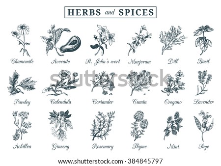 Herbs and spices set. Hand drawn officinalis, medicinal, cosmetic plants. Engraving botanical illustrations for tags. Vector healing wild flowers sketches for labels. Royalty-Free Stock Photo #384845797