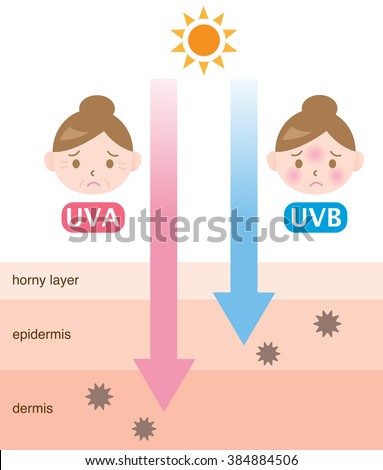 infographic skin illustration. the difference between UVA and UVB rays penetration