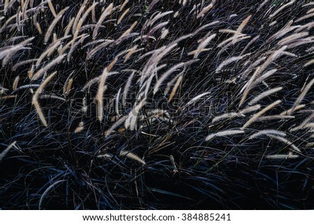 Black Grass Flowers Pattern