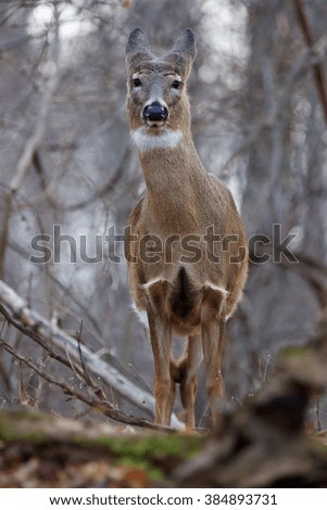 Picture with a deer looking straight on you