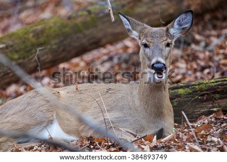 Funny picture of a wild deer with an open mouth