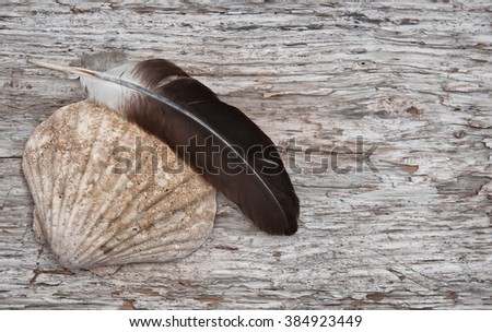 Big seashell and feather on the old wooden background