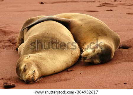 Fur Seals hugging on the Galapagos islands