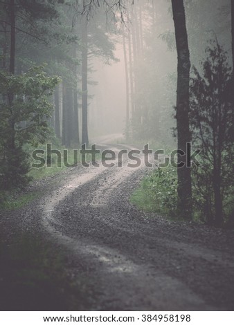 Light rays in forest in foggy morning in countryside - vintage effect
