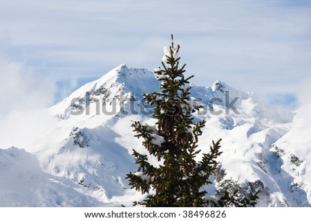 spruce and mountain