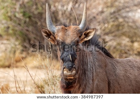 portrait of a wildebeest at etosha