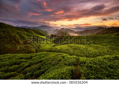 Cameron Highland Tea Plantation Royalty-Free Stock Photo #385036204