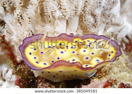 Nudibranch, Goniobranchus kuniei on coral reef. Previously known as Chromodoris kuniei. Uepi, Solomon Islands