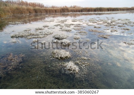algae in the lake in the autumn as a background