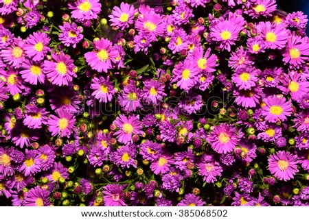 violet aster flowers background