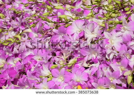 Beautiful pink orchid background, pompadour orchid background