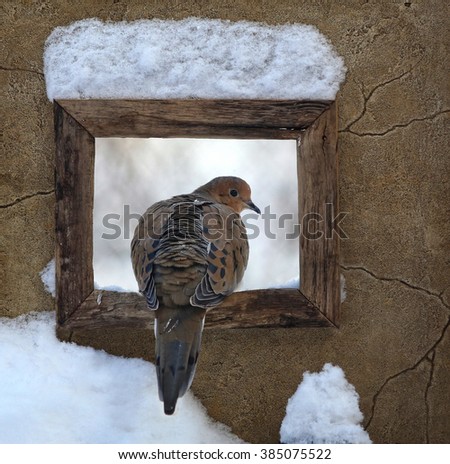 Surreal picture of Mourning Dove sitting on rustic frame