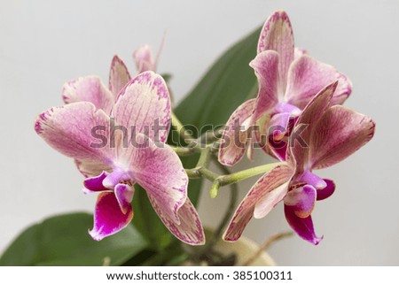 Charming bright orchid flowers yellow-pink color on a white background.