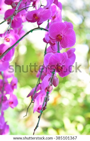 Pink Phalaenopsis orchids hybrid close up at Royal Rajchapuak Park,Chiangmai Thailand Thai orchids