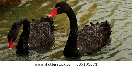 Two Black Swan
