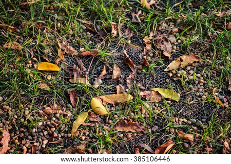 Grass and leaves on the ground 
