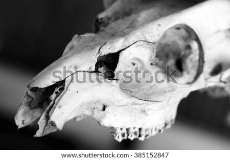 deer skull closed up black and white picture