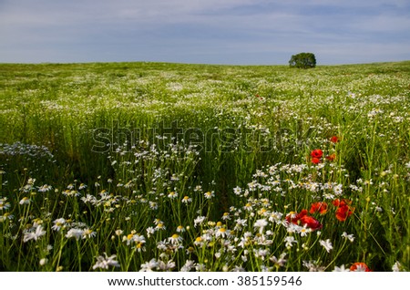 Alone tree on wide spring agricultural field covered by red poppies and green grass