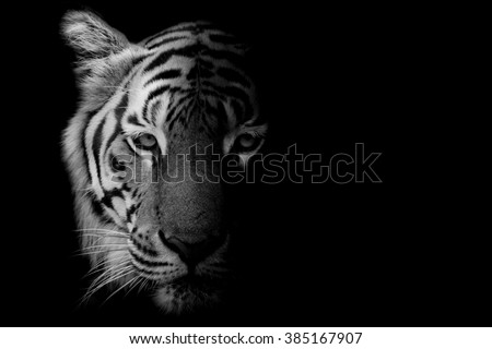 Black & White Beautiful tiger - isolated on black background Royalty-Free Stock Photo #385167907