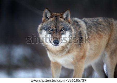 Close up horizontal portrait of Eurasian wolf, Canis lupus in winter, staring directly at camera against blurred forest in background. East Europe.