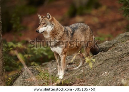 Close up photo Eurasian wolf, Canis lupus standing on rock and staring to the orange colored autumn forest, side view. East Europe.