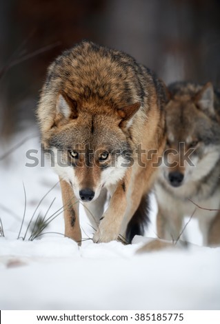 Close up vertical portrait of two wolves Eurasian wolf, Canis lupus in row, on hunt  in winter forest, staring directly at camera against blurred trees in background. Front view. East Europe.