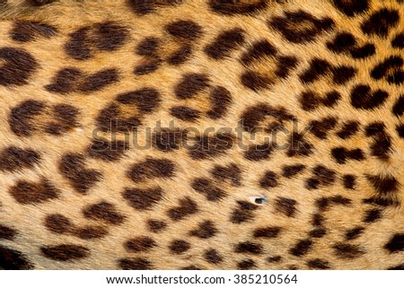 Real jaguar skin