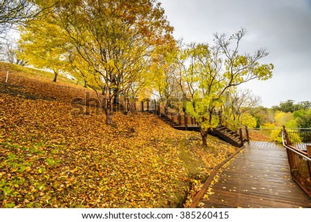 Beautiful autumn scene in the park during the rain in Adelaide Hills, South Australia