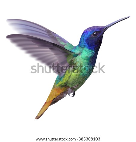Hummingbird - Golden tailed sapphire.
Hand drawn vector illustration of a flying Golden tailed sapphire hummingbird with colorful glossy plumage on transparent background.
