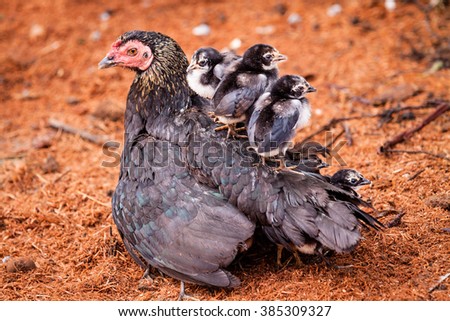 Three chicks on the back of the hens