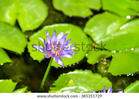 Purple Water Lily in the Pond