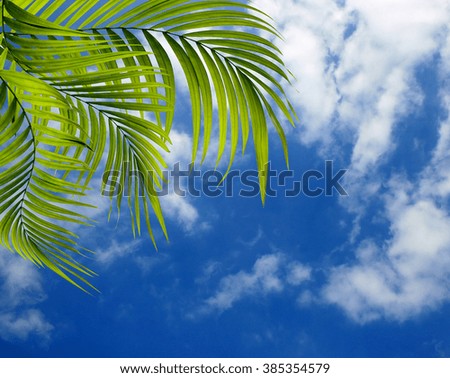 Green leaf of palm tree on blue sky and cloud background