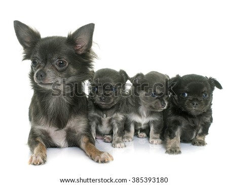 mother and puppies chihuahua in front of white background