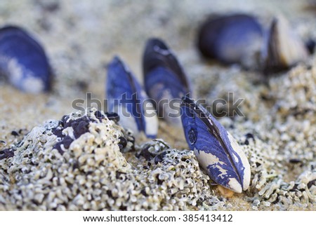 eatable mussels on a beach and sea, shells, Melbourne, Australia Royalty-Free Stock Photo #385413412