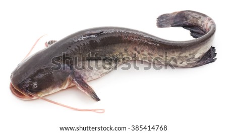 Wild catfish isolated on a white background. Royalty-Free Stock Photo #385414768